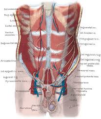 Are you at risk for vascular disease? Male Lower Body Anatomy The Ribs Rib Cage Articulations Fracture Teachmeanatomy The 3d Character Available Here