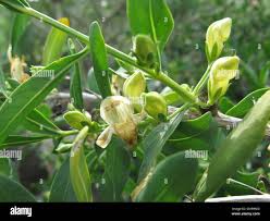 Image result for Justicia sp. A cf. engleriana