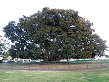 Santa barbara's moreton bay fig tree located in santa barbara, california is believed to be the largest ficus macrophylla in the united states. Ficus Macrophylla Wikipedia