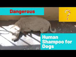 More important is the frequency in which you'll be using the shampoo, as well as the ingredients of the shampoo. Can I Use Aveeno Shampoo On My Dog 2021 The Dog Visitor