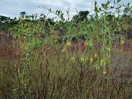 Image result for Crotalaria paulina