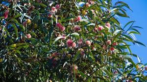 Image result for Hakea laurina