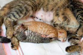 Newborn Kitten Sleeping Near Mother Cat After Cesarean Stock Photo By C Vvvita 39625983