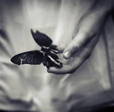 Rosie Hardy Borboleta Borboletas Beautiful