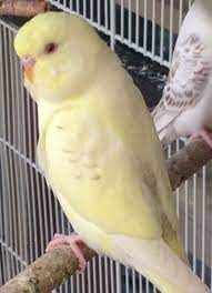 lacewings fallows or somthing else please help budgies bird parakeet bird english budgie