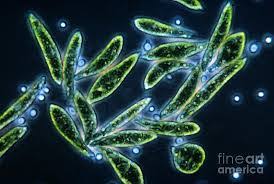 Image result for S.A.Ostroumov