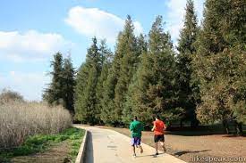 Carbon canyon regional park redwood grove. Redwood Grove Trail Carbon Canyon Regional Park Hikespeak Com