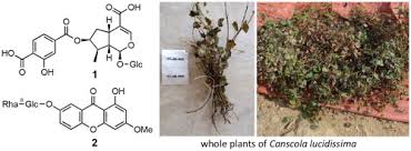 Image result for Ptycholobium contortum