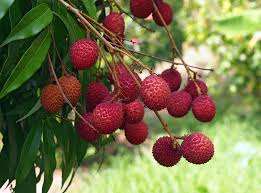 Muzaffarpur Litchi