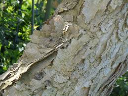 Image result for Acacia sieberiana