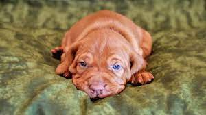 Deposit of $500 is required to hold your puppy. Vizsla Price Temperament Life Span