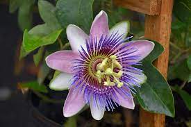 Maybe you would like to learn more about one of these? Purple Passion Flower Passiflora Incarnata In Selma North Carolina Nc At Dewayne S