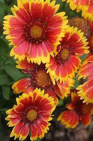 Pin On Flowers