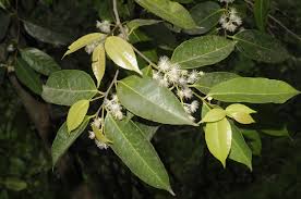 Image result for Scolopia