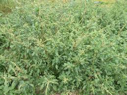 Image result for Amaranthus spinosus