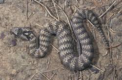 snakes of south east queensland environment department