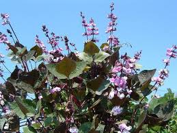 Image result for Dolichos