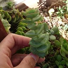 多肉植物 星の王子 育て方と増やし方 徒長しないコツは 多肉初心者向けブログ