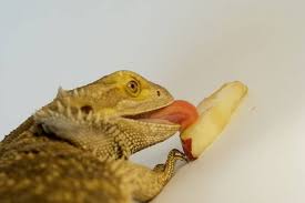 Does what my bearded dragon eat change as it gets older? Feeding Bearded Dragons How Much How Often With Chart Guide Pet Keen