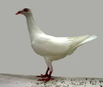 Makanan merpati biar cepat gemuk. Makanan Burung Merpati Deskripsi Gambar Putih Balap Kolong