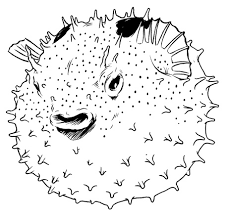 Porcupine Puffer Fish By Colbybluth On Deviantart Puffer Fish Art Fish Art Puffer Fish