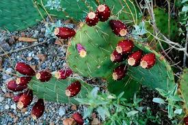 Avoid too damp places in the house because the cactus can suffer from molds there. Arizona Backyard Ideas Cacti Landscaping For Your Home Evergreen Turf