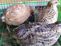 Quail Bildircin Animal Kus Doga Bildircin Quail Civciv Bildircin Tavukculuk Kus