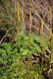 Image result for Lycopodiella caroliniana