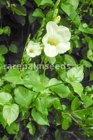 Image result for Asystasia malawiana