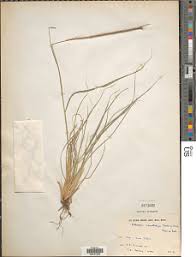 Image result for Enteropogon monostachyos