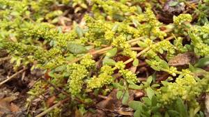 Image result for Landolphia glabra