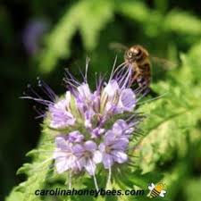 Here are the types of flowers that attract these pollinators the most. Top Honey Plants For Producing Honey Carolina Honeybees