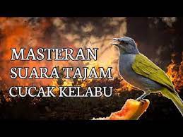 Masteran Paling Ampuh Cucak Kelabu Suara Tajam Youtube Animals Love Birds Bird