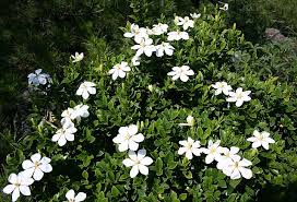 Image result for Gardenia transvenulosa