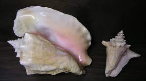 The majority of quality cameos are made with queen then the artist polishes and secures the shell onto a wooden stick and carefully carve away the layers of the shell to create the beautiful images you see. Tourist Jailed For Collecting Seashells On Florida Beach Bbc News
