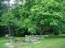 Bigleaf Magnolia Large Leaved Cucumber Tree Magnolia Macrophylla Magnolia Umbrella Tree Plants