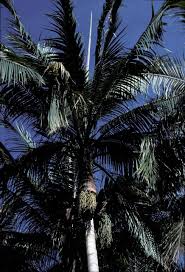 Image result for Acanthophoenix