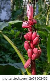 Image result for Musaceae