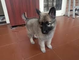 Explore 2 listings for silver sable german shepherd for sale at best prices. Silver Sable Colour German Shepherd Puppy For Sale In Chennai Petbutty