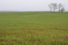 Grassland biomes are made mostly of grasses. Dnr The Wonder Of Grasslands