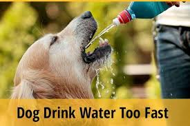 Mar 21, 2019 · canine dehydration. Why Does My Dog Drink Water Too Fast How To Slow Him Down