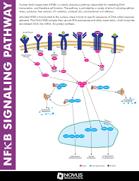Nfkb Signaling Pathway Signal Transduction Pathways Intermittent Fasting