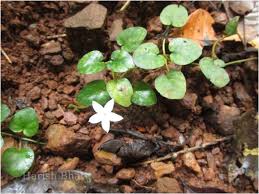 Image result for Geophila repens