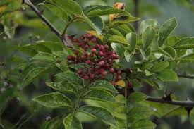 Image result for Zanthoxylum