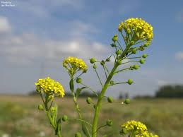 Image result for Basella paniculata