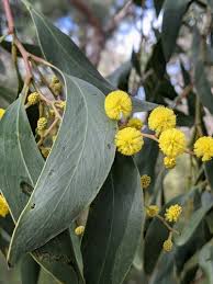 Image result for Sonchus dregeanus