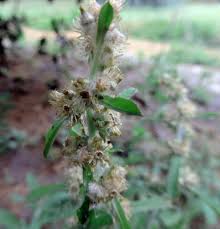 Image result for Gnaphalium purpureum