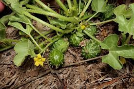 Image result for Cucumis myriocarpus