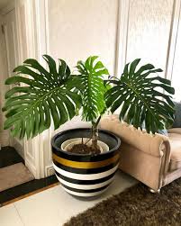 Pin On Plant Wishlist
