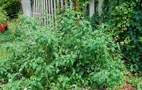 Image result for Campylospermum hiernii